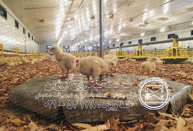 Intelligent Poultry Balance 785 535