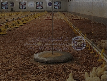 Scale for Calculation of Poultry Growth